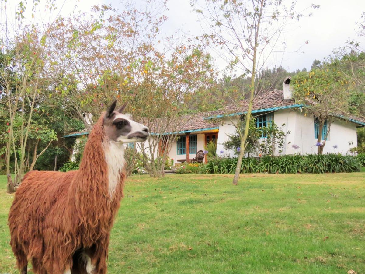 Las Palmeras Inn Otavalo Ngoại thất bức ảnh